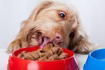 High Shear Mixers For Mixing Pet Food