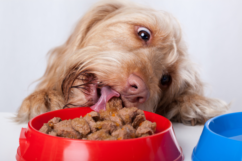 Funny dog eating food from red bowl Funny dog eating food from red bowl